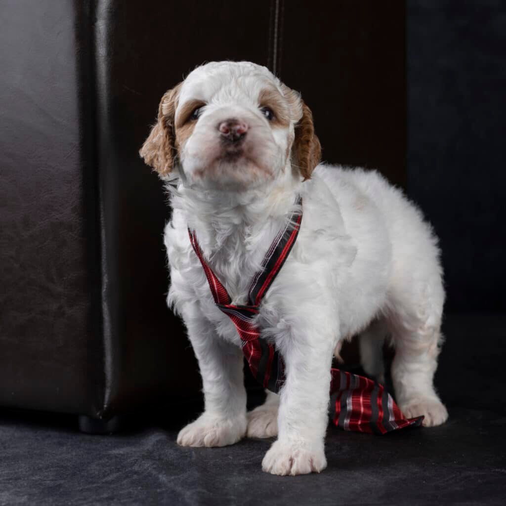 white puppy with a tie