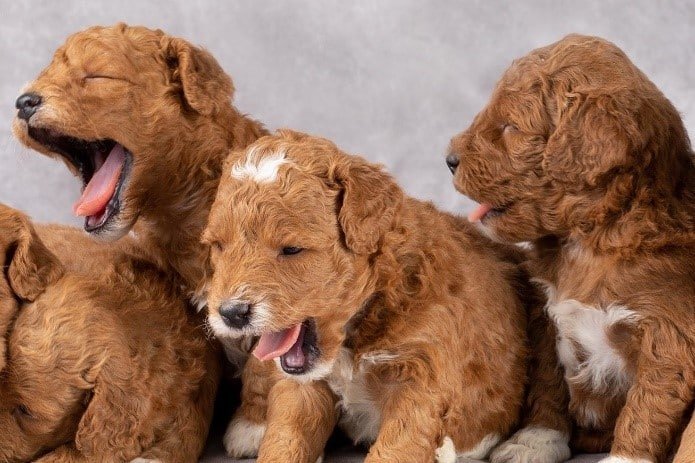 Preparing Your Puppies for their Forever Home