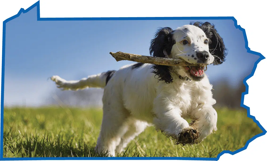 Socializing Your Puppies
