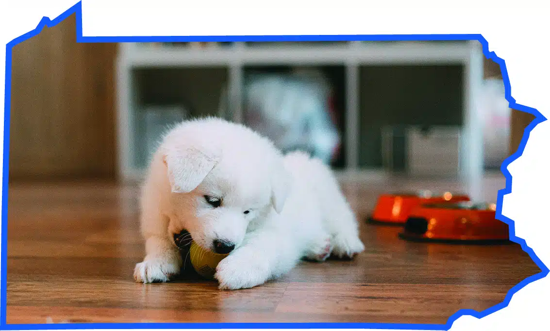 Special Care for Your Puppies