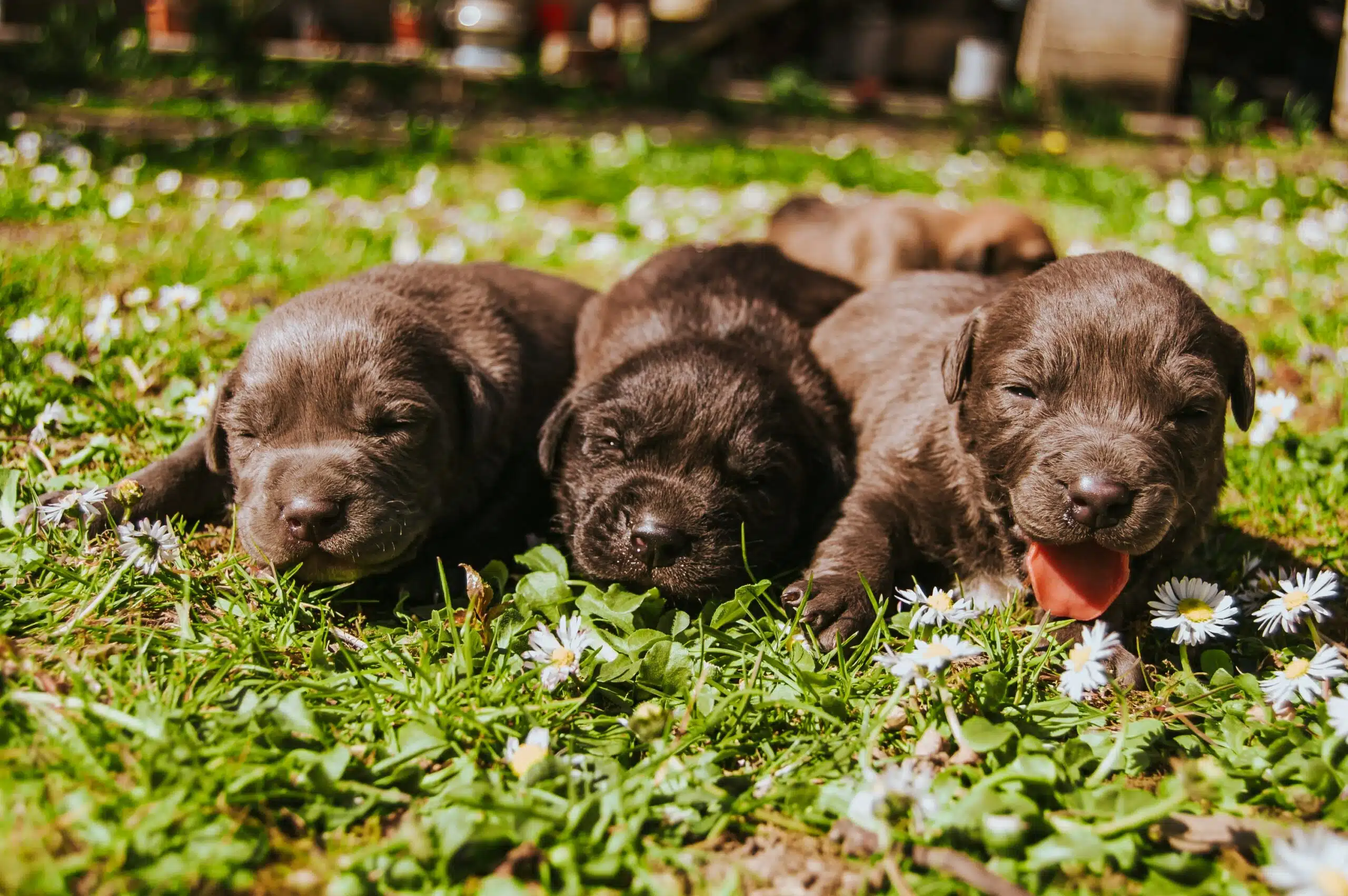 Labor & Delivery and Newborn Puppy Care