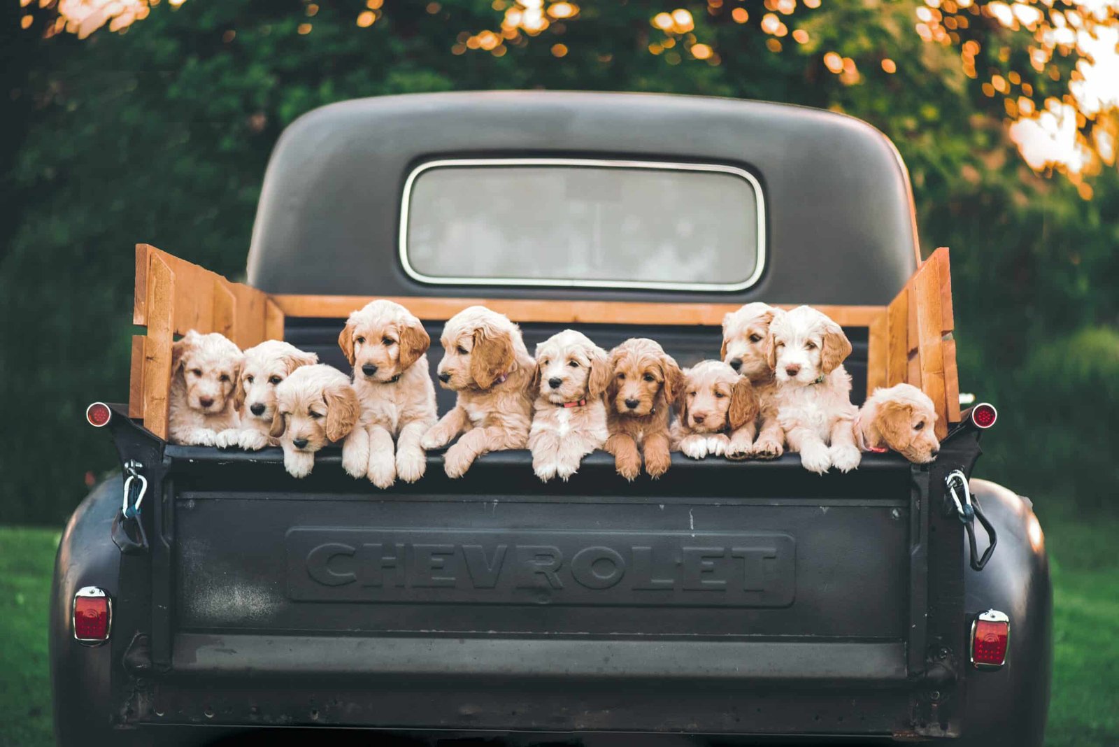 Understanding the PA Lemon Law for Puppies