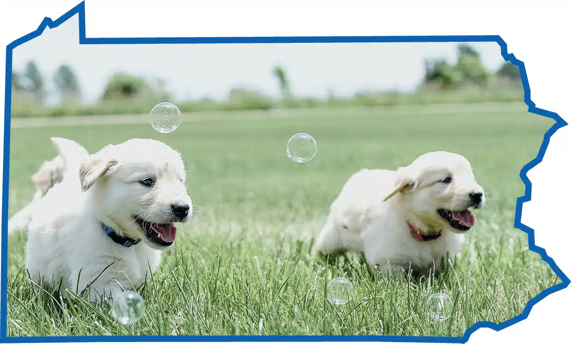 BATHING PUPPIES<br>KEEPING THEM CLEAN AND PRESENTABLE