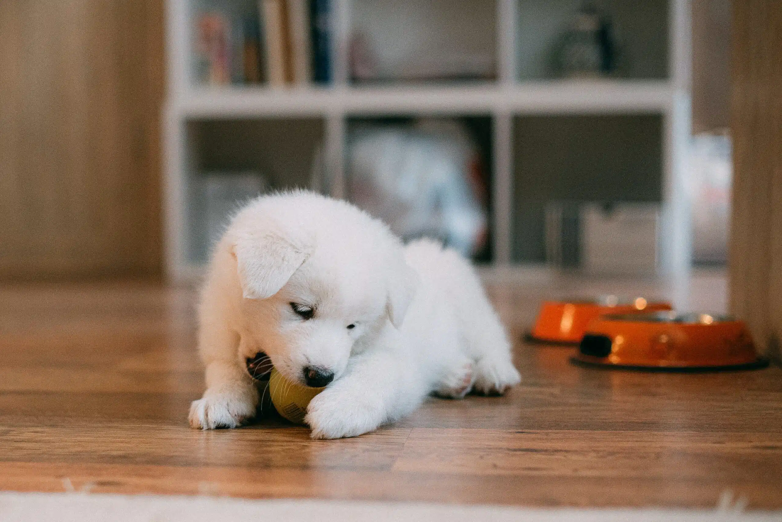 PREPARING FOR RANDOM VISITS BY DOG LAW