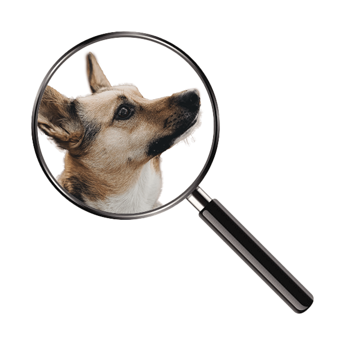 WHAT TO EXPECT DURING A PA DOG LAW INSPECTION