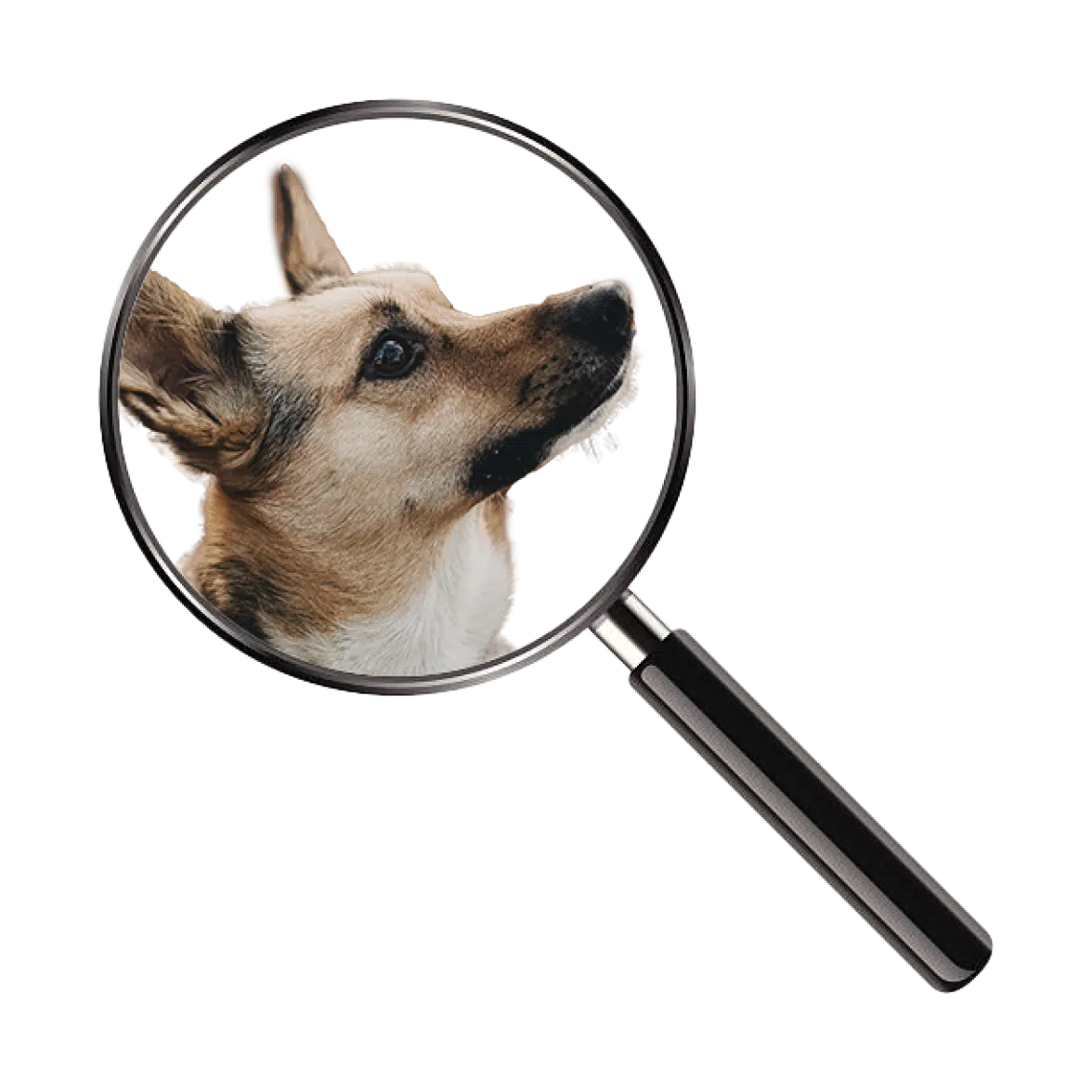 WHAT TO EXPECT DURING A PA DOG LAW INSPECTION