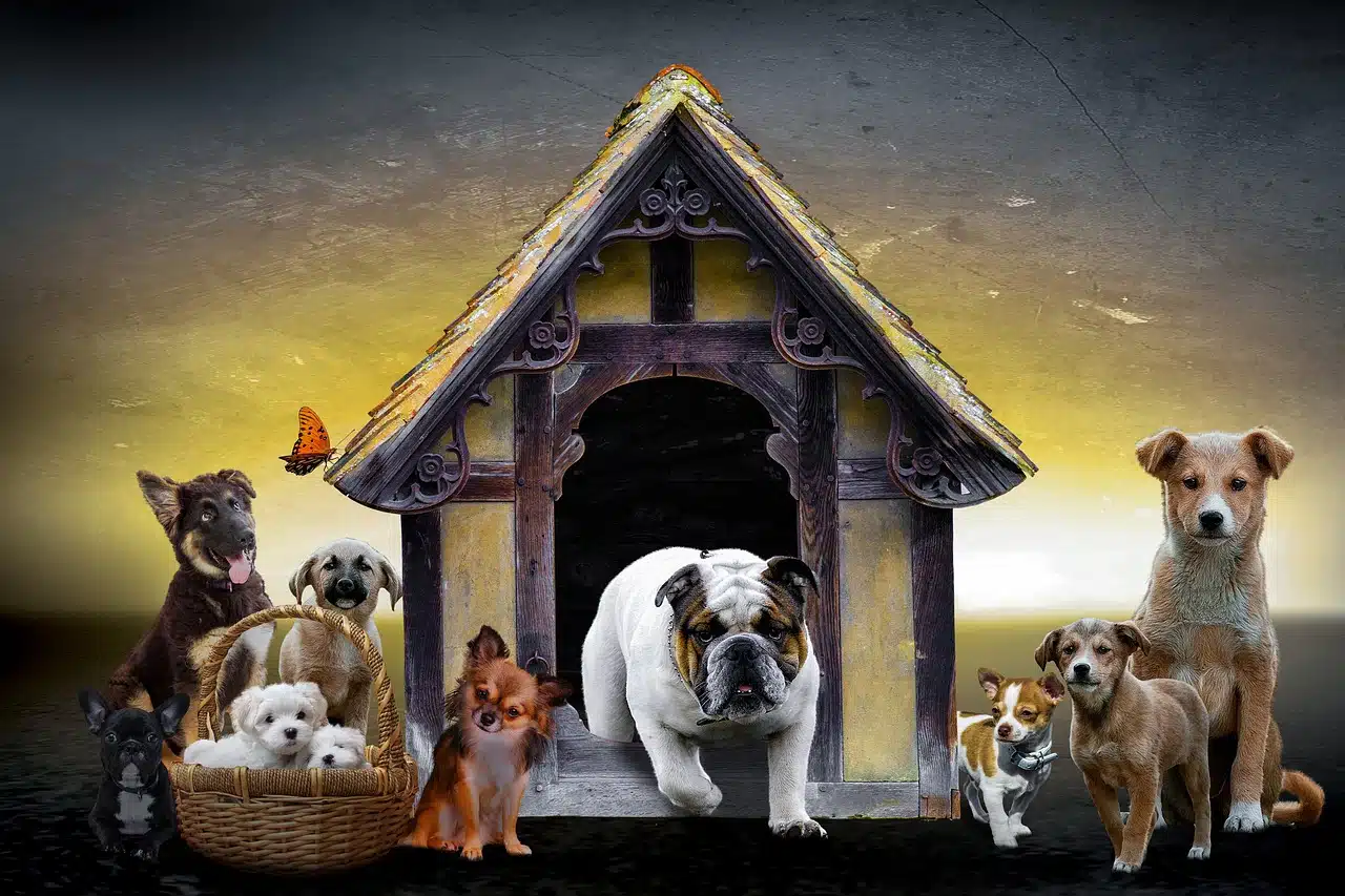 LICENSE REQUIREMENTS FOR PA KENNELS