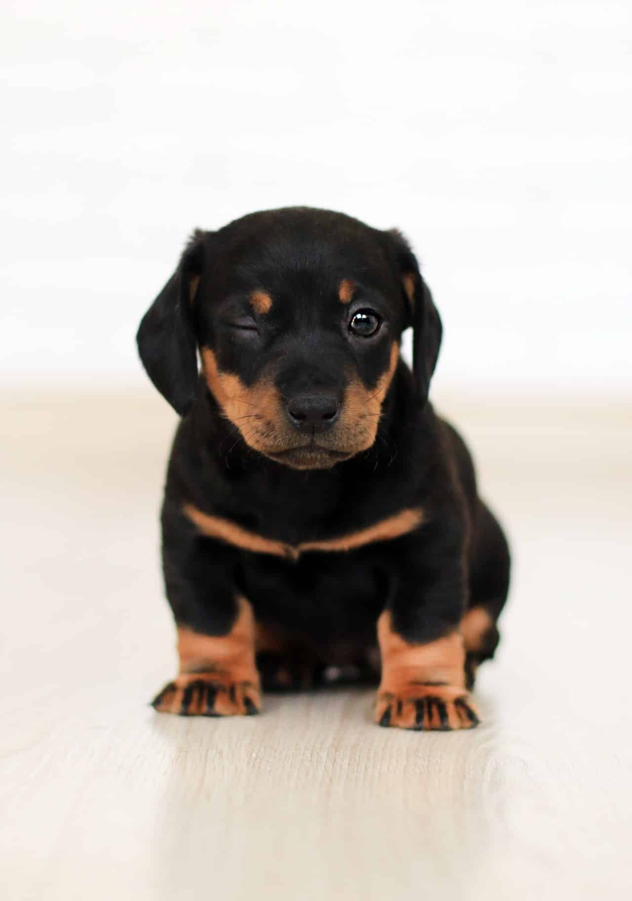 FREQUENTLY ASKED QUESTIONS BY PROSPECTIVE PUPPY BUYERS